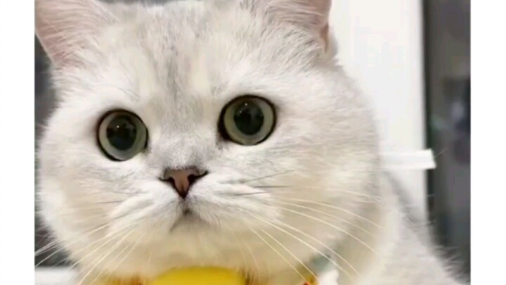 kucing gemas❤️❤️