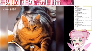 日本妖精看《猫：我看看谁敢说我胖！》