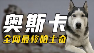 Oscar is the only Husky on the Internet who has been driven to depression by his owner. How miserabl