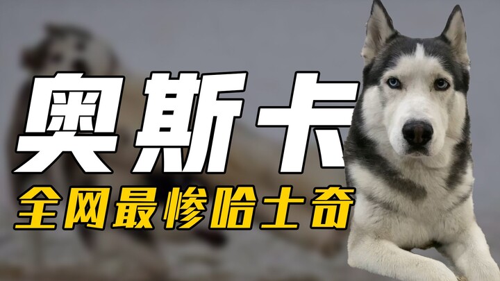 Oscar là chú chó Husky duy nhất trên Internet bị chủ của mình đẩy vào trầm cảm. Cuộc sống của chú ch