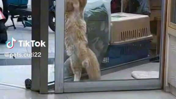 ting2 miming cat