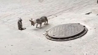 هناك أيضًا سجلات عن القط والفأر