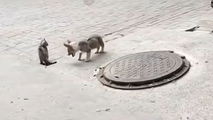 هناك أيضًا سجلات عن القط والفأر