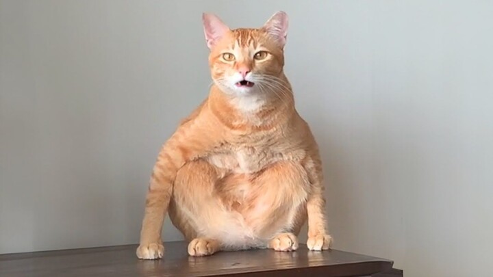 I feel uncomfortable if I don't watch it for a day! Funny video collection #210