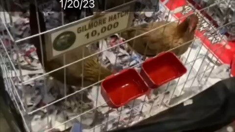 #WorldTradeGamefowl #WhiteKelso