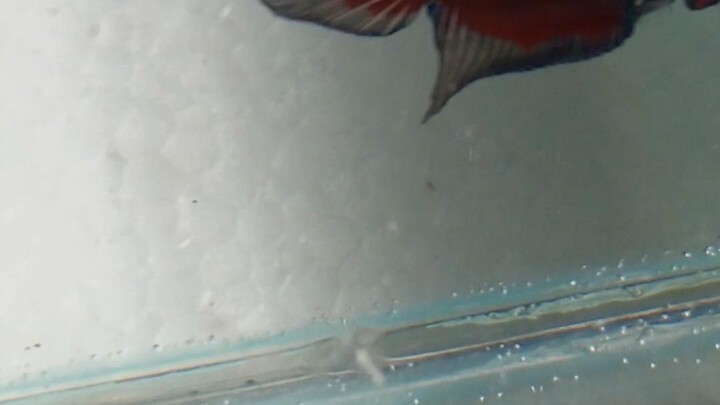 wild betta phuruea rim black