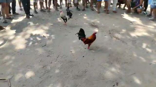 ang Ganda ng bawi ng samin