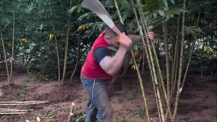 Introduction to Cassava