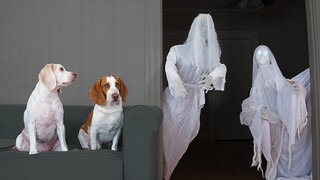 Dog vs Ghost Prank สุนัขตลก Maymo และ Pot Pie Halloween Pranks