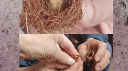 Quý Châu đã hạ gục đại ca của bọn chúng, ai ngờ Vân Nam lại bị đám đàn em lén phá nhà chính!