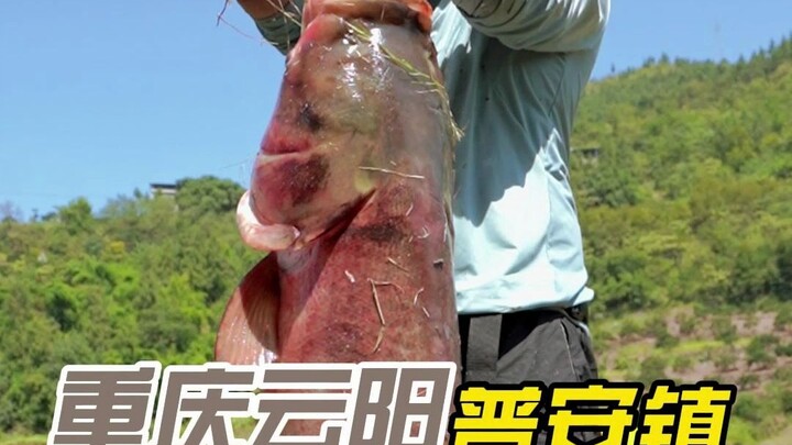50 ekor ikan kepala besar liar