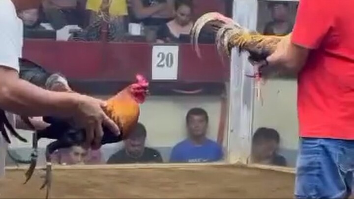 1st Fight Super 2 Hits 🏆 New San Jose Cockpit Arena