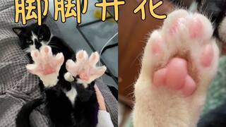 You Might Also Like: Kittens Blossoming 🌸