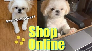 What will Borgy the Shih Tzu Do to His First Salary? (Cute & Funny Dog Video)