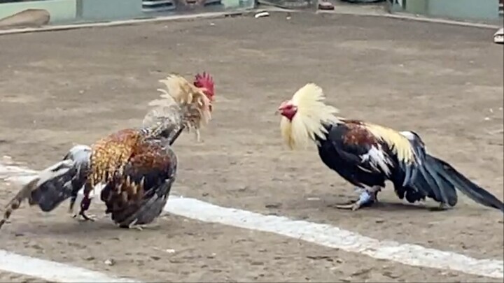 TALISAY VS BULIK, 330K PARADA LUCENA VS PAGBILAO #SABONG 2HITS CHAMPION