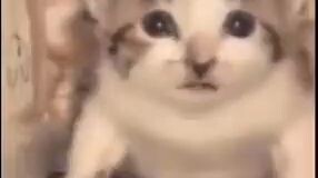 Cat is sad