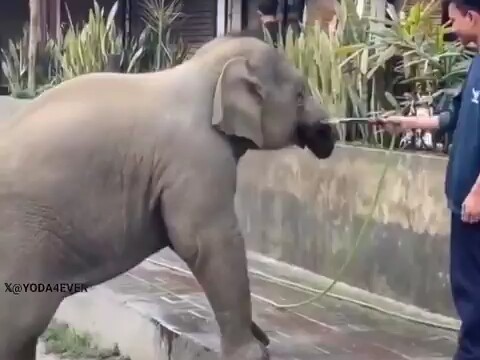 The elephant mother thanks humans for providing water to the thirsty baby elephant.