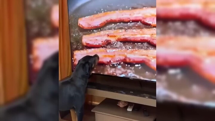 Crazy funny dogs