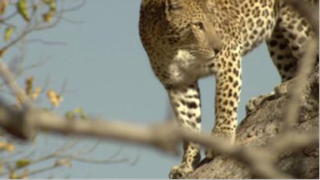 Leopard's of Dead Tree Island [2010]