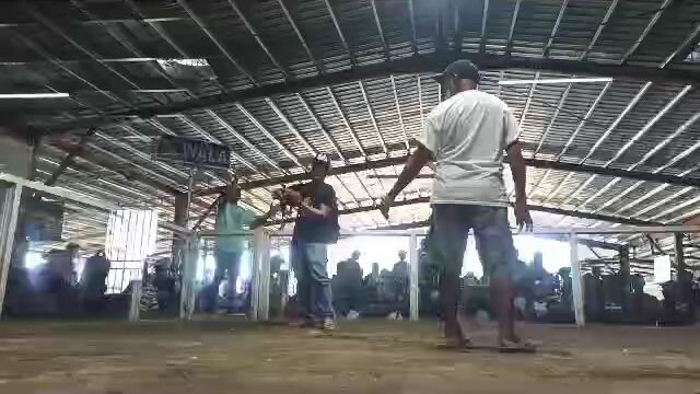 #superGBline#GC3 pang 2x