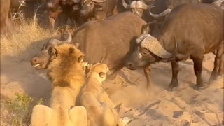Do lions only stop attacking humans when they're full? #Lions #AnimalScience #AnimalWorld