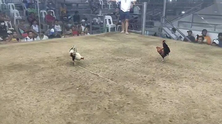 2 times winner kana grey pwde kana palugonin