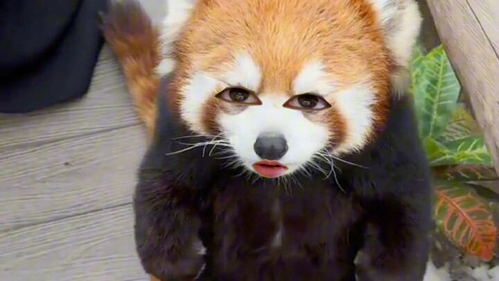 Red Panda: You're tempting me?