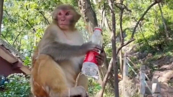 Komunikasi Tanpa Batas Antara Manusia dan Hewan