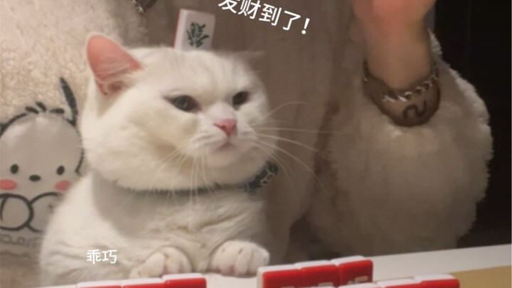 Nuôi mèo ngàn ngày, dùng mèo một lúc!