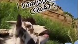 Japanese Goato
