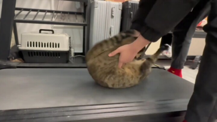 هذا القط تعلّم يدور دورتين للأمام في يومين فقط!