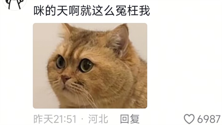 دوباو يُطبّق خطة متسلسلة ببراعة، والقط البرتقالي يقع في الفخ وينتهي به المطاف على مقصلة الإعدام!