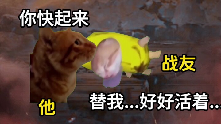An instinct etched into our bones #CatMeme #Tribute #Hero
