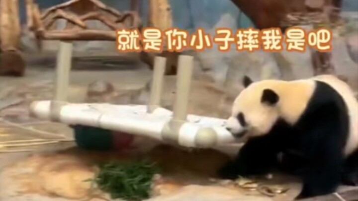 “House-destroying pro” Shunshun is absolutely furious after getting crushed by the bed!