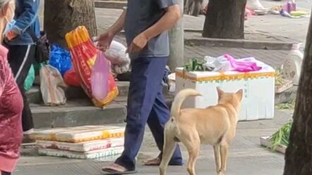 This dog is way ahead of its time.