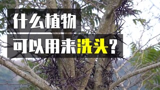 نبات مغطى بالكامل بأشواك حادة، يمكن استخدامه فعلاً لغسل الملابس وغسل الشعر؟