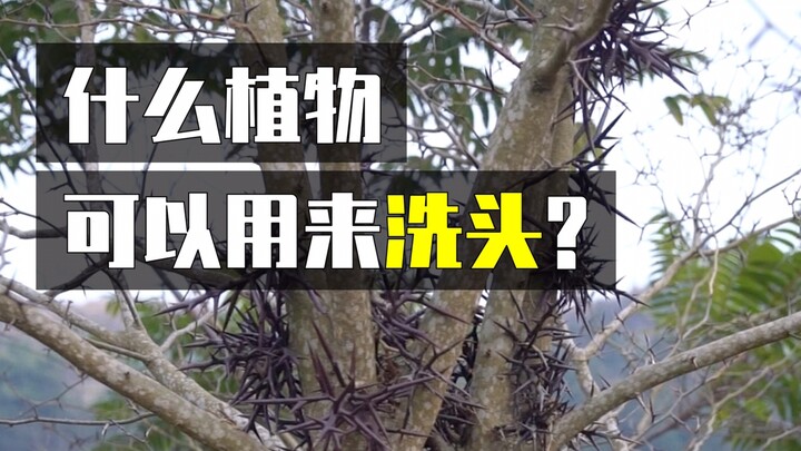 พืชที่เต็มไปด้วยหนามแหลมทั่วร่างกลับสามารถนำมาซักผ้าสระผมได้?