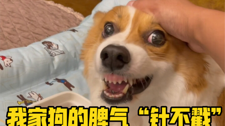 Xiao Bei: Anda sebaiknya jadi anjing saja, jangan sia-siakan bakat Anda!