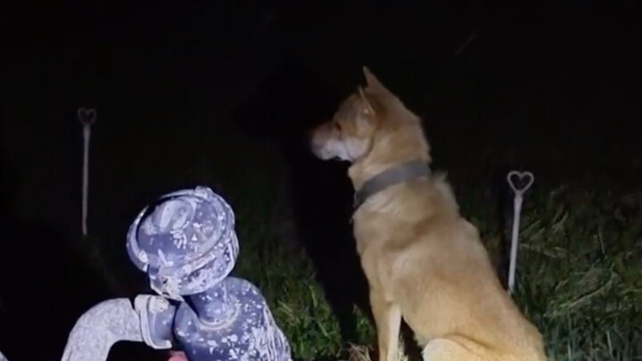 Maybe this is why I love having a dog.