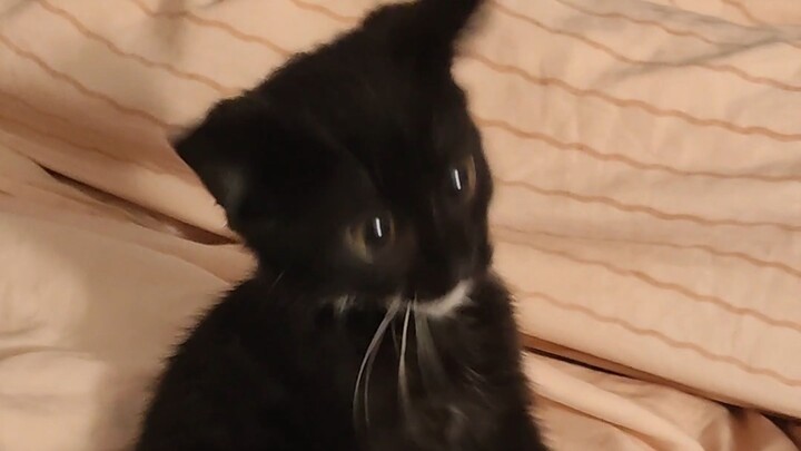 All proceeds from this video will be used to help MiaoMiao acquire Bilibili.