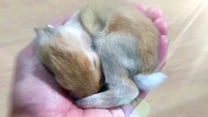 My Baby  Rabbit