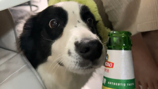 狗：咋的，要我陪酒？