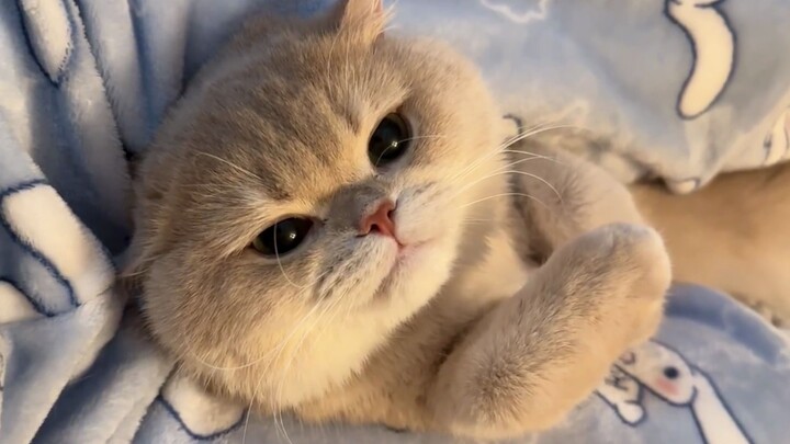 Santai sebentar, lihat kucing kecil yuk!