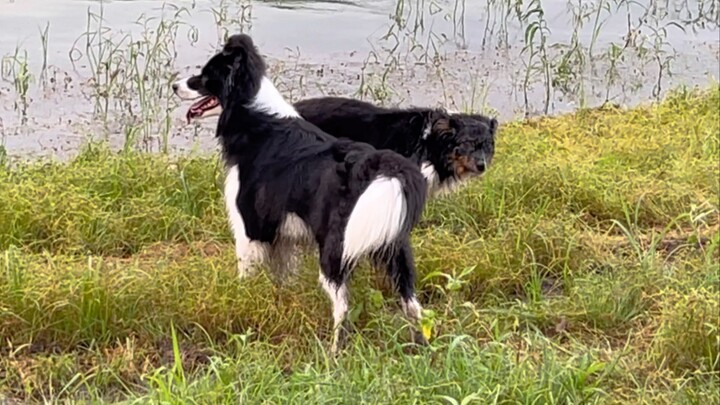 Ximilu loves playing in the water, but Xika doesn’t like getting wet. Still, whenever I stand in the