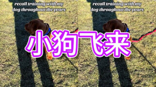 【แฮร์รี่ พอตเตอร์】ถึงเวลาสอนลูกสุนัขของคุณเรียนรู้คาถาแล้ว!