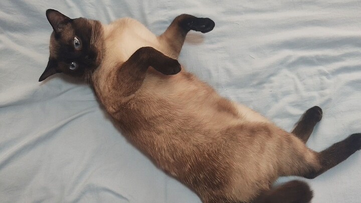 Berikan semua roti, Labrador, dan kacang merah berbentuk syiling emas padaku!