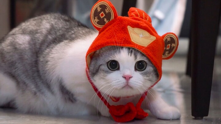 ปีใหม่ บรรยากาศใหม่! ร่วมส่งท้ายปีเก่าต้อนรับปีใหม่กับน้องแมวตัวน้อย!