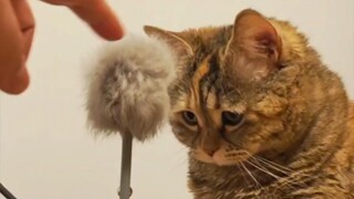 How to teach your cat to play with a toy stick