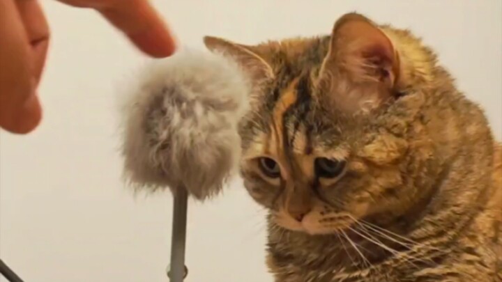 How to teach your cat to play with a toy stick