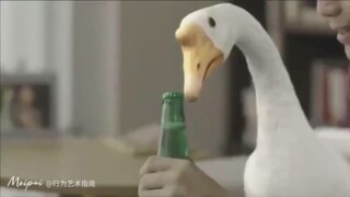 那请问那里养的到呢?